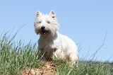 WESTIE 211